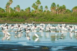 Piauí lidera desmatamento entre municípios brasileiros em 2025, aponta MapBiomas