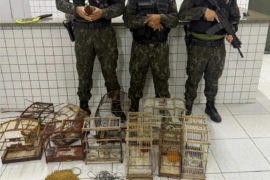 Polícia Militar resgata 40 aves silvestres durante fiscalização ambiental em Buriti dos Lopes