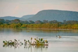 Cerrado perde 13,9 milhões de hectares de vegetação nativa às margens de rios em 40 anos